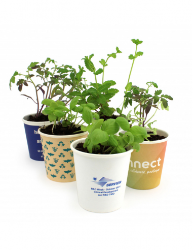 Kit plantation pot carton