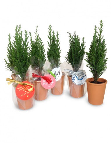 Mini sapin pot terre cuite