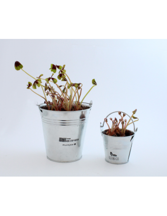 Trèfle à 4 feuilles poussé 2