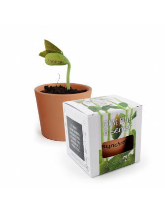 Kit de plantation graine...