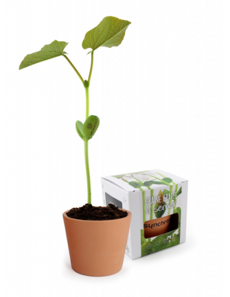 Kit de plantation graine... 2