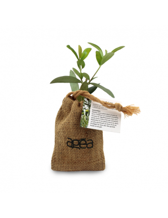 Mini plant d'arbre en pochon 2